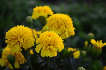 Beautiful marigold flowers with bright green leaves in the sun rise
