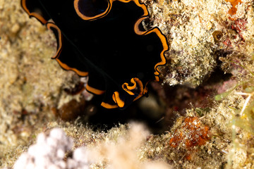 The flatworms, flat worms, Platyhelminthes, Plathelminthes, or platyhelminths are a phylum of...