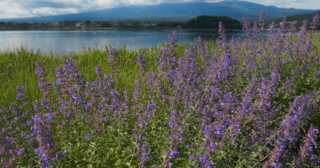 Fujisan and Lavender field in Kawaguchiko in Japan