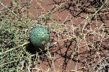 Die Wüstenmelone, auch Nara genannt, ist ein  in den Wüsten Namibias vorkommendes...