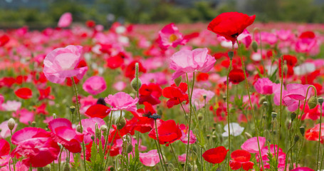 Obraz na płótnie Canvas Beautiful Pink Poppy flower field
