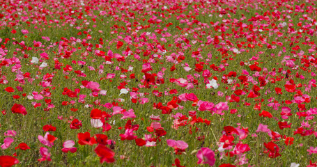 Obraz premium Pink poppy flower field garden
