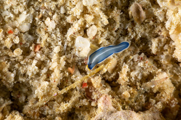 The flatworms, flat worms, Platyhelminthes, Plathelminthes, or platyhelminths are a phylum of relatively simple bilaterian, unsegmented, soft-bodied invertebrates