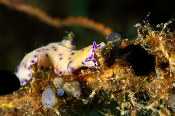 The flatworms, flat worms, Platyhelminthes, Plathelminthes, or platyhelminths are a phylum of relatively simple bilaterian, unsegmented, soft-bodied invertebrates