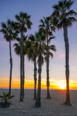 Naklejka na ściany i meble Sunset view with palms in Santa Monica Beach, Los Angeles, California. USA. Sunset palm trees on the beach. Silhouette palm trees on the colorful twilight sky.