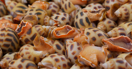 Raw fresh sea snail close up