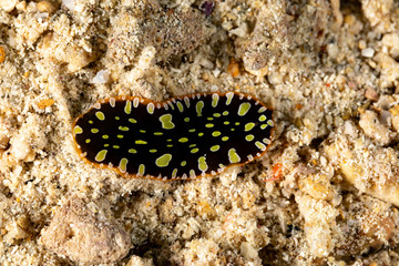 Obraz na płótnie Canvas The flatworms, flat worms, Platyhelminthes, Plathelminthes, or platyhelminths are a phylum of relatively simple bilaterian, unsegmented, soft-bodied invertebrates