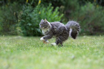 side view of a young blue tabby maine coon cat with fluffy tail and white paws raunning on grass in nature hunting something