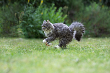 Obraz premium side view of a young blue tabby maine coon cat with fluffy tail and white paws raunning on grass in nature hunting something
