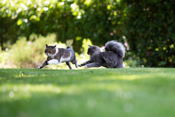 two playful cats chasing each other in the garden on a sunny summer day. the cat on the left is a tabby white british shorthair cat, the other is a blue tabby maine coon