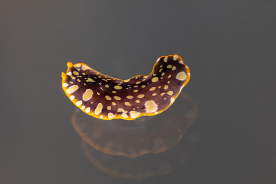 The flatworms, flat worms, Platyhelminthes, Plathelminthes, or platyhelminths are a phylum of relatively simple bilaterian, unsegmented, soft-bodied invertebrates