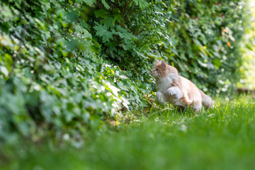 Naklejka na ściany i meble young playful beige white ginger maine coon cat running hunting something in the bushes in green colored back yard on sunny day