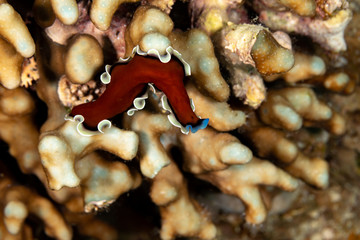 The flatworms, flat worms, Platyhelminthes, Plathelminthes, or platyhelminths are a phylum of relatively simple bilaterian, unsegmented, soft-bodied invertebrates