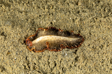 The flatworms, flat worms, Platyhelminthes, Plathelminthes, or platyhelminths are a phylum of relatively simple bilaterian, unsegmented, soft-bodied invertebrates