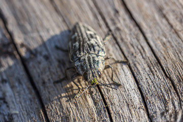 Macro face of Chalcophora mariana or Big Pine Zlatka beetle