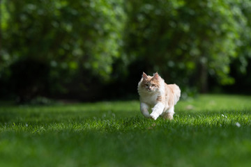 young playful cream tabby ginger maine coon cat running over the lawn in the back yard on a sunny summer day at high speed