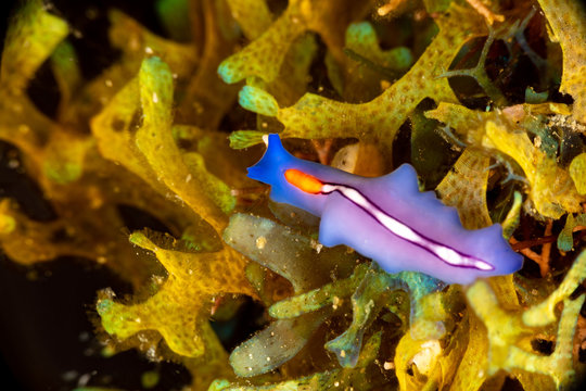 The flatworms, flat worms, Platyhelminthes, Plathelminthes, or platyhelminths are a phylum of relatively simple bilaterian, unsegmented, soft-bodied invertebrates