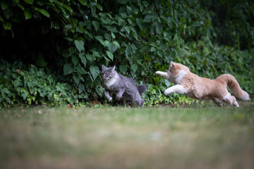 two young playful maine coon cat running chasing each other in the garden. one cat is blue tabby with white paws and the other is beige white ginger colored