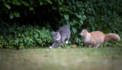 two young playful maine coon cat running chasing each other in the garden. one cat is blue tabby with white paws and the other is beige white ginger colored