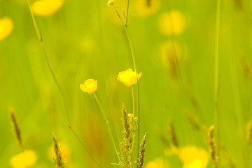 Impressionist style images of a meadow, deliberately defocused and softened for this effect. It is NOT a fault.