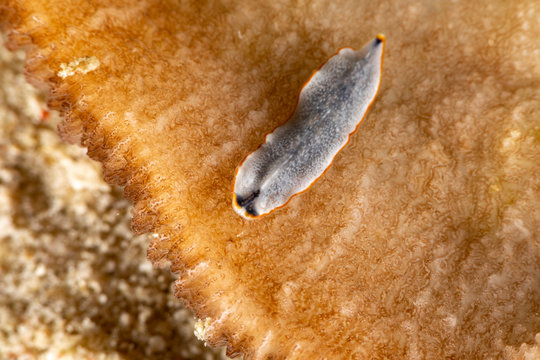 The flatworms, flat worms, Platyhelminthes, Plathelminthes, or platyhelminths are a phylum of relatively simple bilaterian, unsegmented, soft-bodied invertebrates