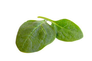 close up green leaves of spinach vegetables isolated on white background.