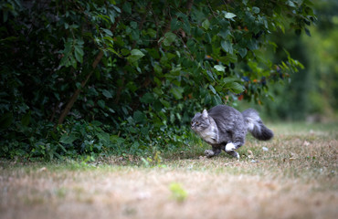 Obraz premium side view of a young playful blue tabby maine coon cat running on dried up grass in the garden at high speed