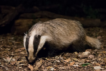 Badger in the forest at night. © DaniRodri