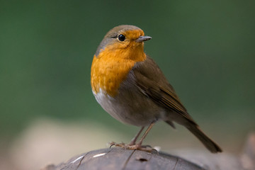 Robin in the forest.