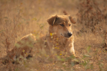 Fototapeta premium dog in the park