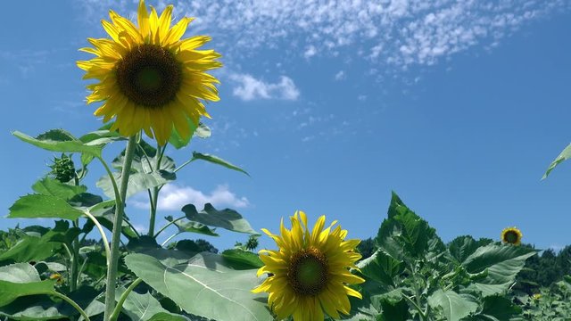 Sunflower swaying in the breeze in a green field against a blue sky with high white clouds. Sun shining through the petals as they stir in the breeze.