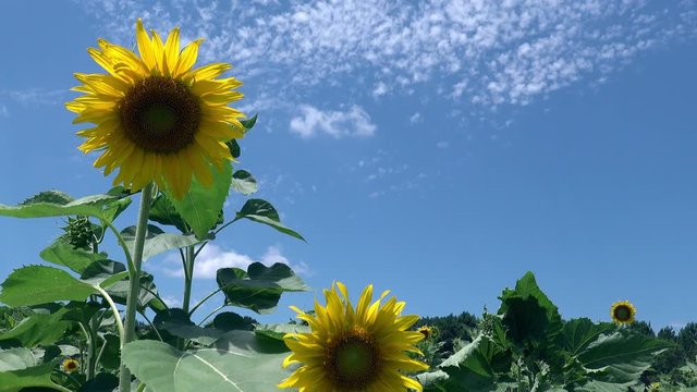 Sunflower swaying in the breeze in a green field against a blue sky with high white clouds. Sun shining through the petals as they stir in the breeze.