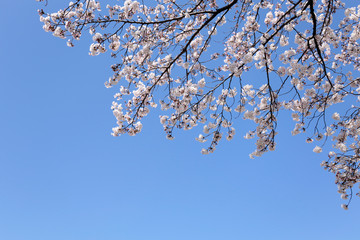 空に浮かぶ桜