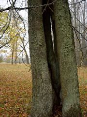 old trees alley, a simple country road 