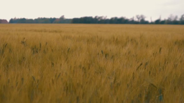 Golden wheat field ready for harvest