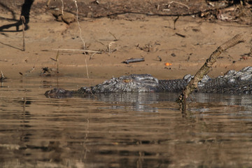 Australian Saltwater Crocodile Daintree River Queensland, Australien