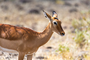 Grant Gazelle grazes in the vastness of the Kenyan savannah