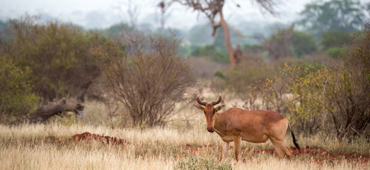 An antelope in the grass landscape of a savannah