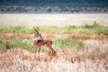 Grant Gazelle grazes in the vastness of the Kenyan savannah
