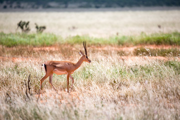 Grant Gazelle grazes in the vastness of the Kenyan savannah