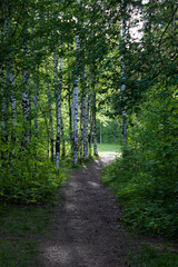 A path in the woods, nature