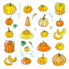 Collection of yellow orange autumn pumpkin doodles. Fall harvest. Vector stock set. Cute icons with watercolor texture. Can be used for printed materials. Food background. Hand drawn.