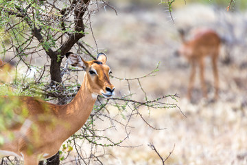 Grant Gazelle grazes in the vastness of the Kenyan savannah