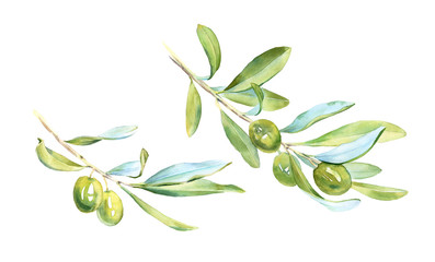 Watercolor green olive tree Realistic botanical set branch leaves fruits: detailed commercial illustration isolated clipart on white hand painted, fresh ripe cherries collection for label design