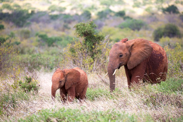 Fototapeta na wymiar A family of red elephants on their trek through the savanna
