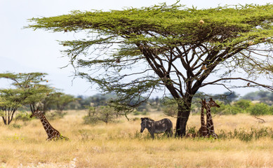 Giraffes and a gravy zebra under the crown of a shady tree