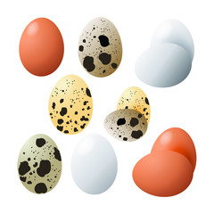 Vector food icon. Chicken and quail eggs brown and white color.An egg in the shell . Illustration in cartoon style.