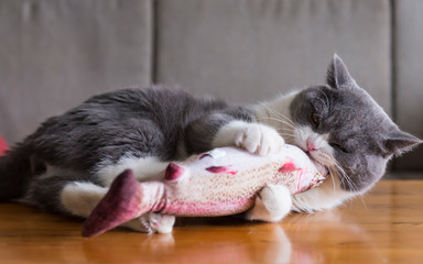 Kitten holding toy fish in bite