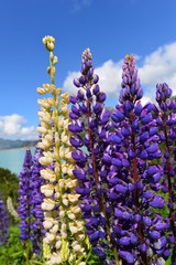 Fototapeta premium Hoher Rittersporn (Delphinium elatum )