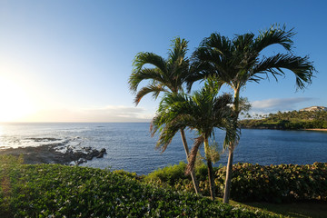 palm trees on a hawaii coast